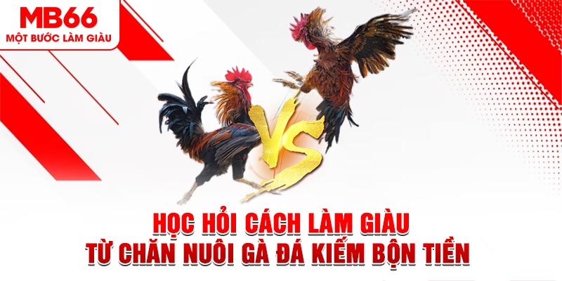 Học Hỏi Cách Làm Giàu Từ Chăn Nuôi Gà Đá Kiếm Bộn Tiền&nbsp;