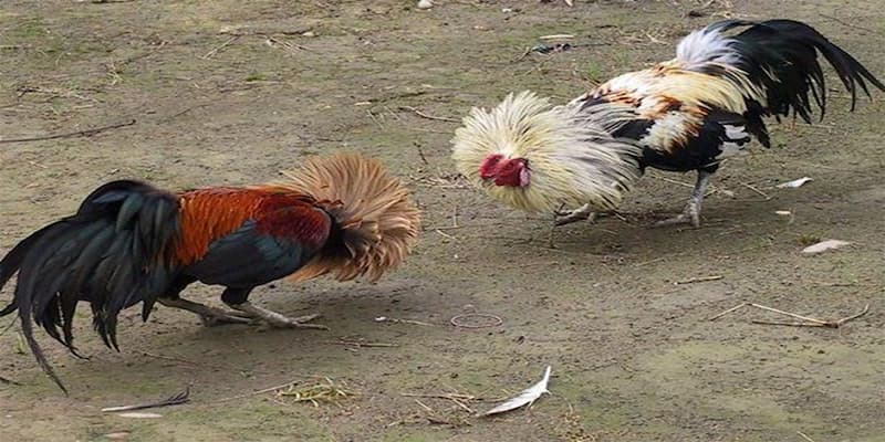 Tầm quan trọng của việc tập luyện cho gà đá&nbsp;